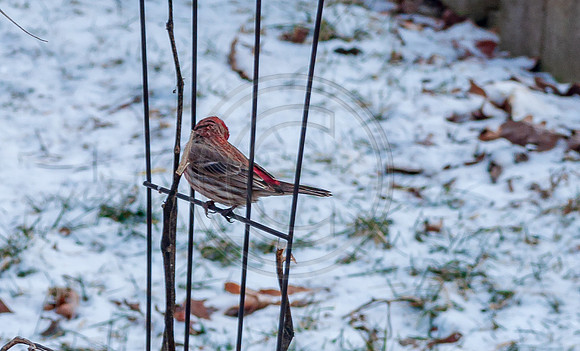 DSC_0088.jpg