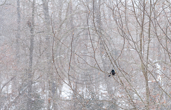 DSC_0179.jpg