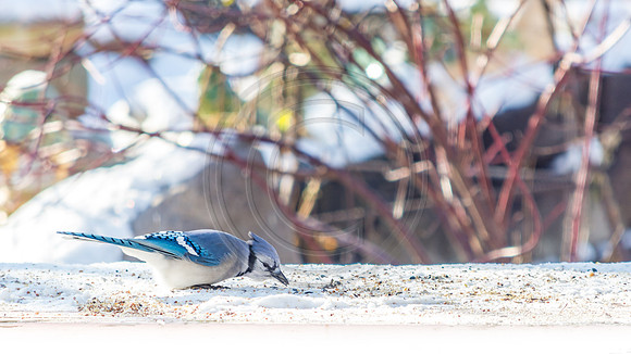 Snow Birds (c)PicsbyJax #snow #birds #wildlife #picsbyjax-0872.jpg