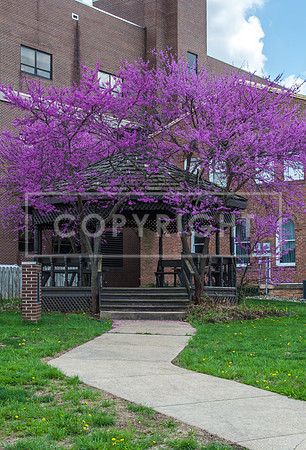 Gazebo on the Square in Waynesville, MO-0522.jpg