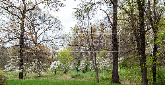 Waynesville Spring PicsbyJax-0714.jpg