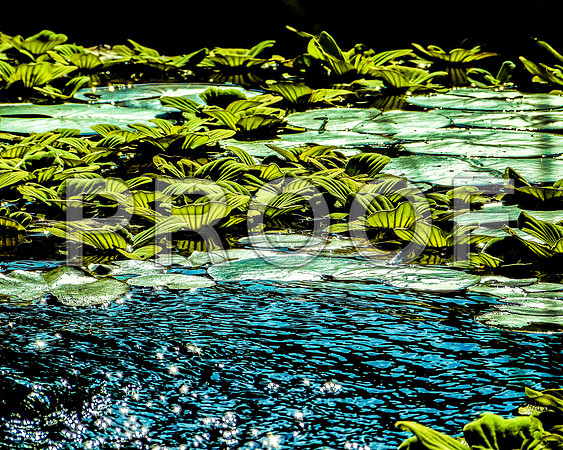 Pond Life-3.jpg