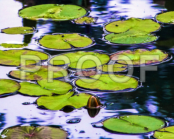 Pond Life-Lilypads-4.jpg