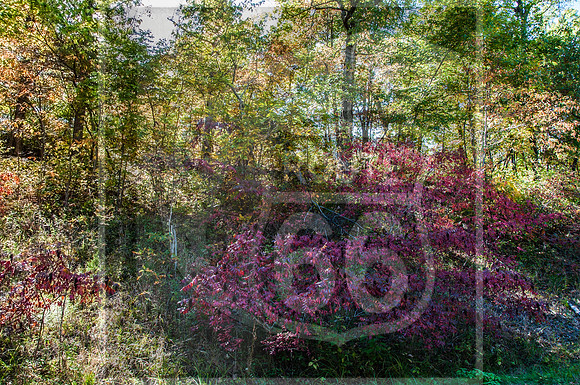 DSC_0002.jpg
