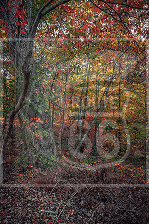 Ha Ha Tonka 2015-5621.jpg