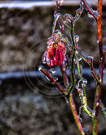 Jupiter Ice Storm- Friday 13, 2017 (c)PicsbyJax whatisee shootandediteveryday picsbyjax-0190.jpg