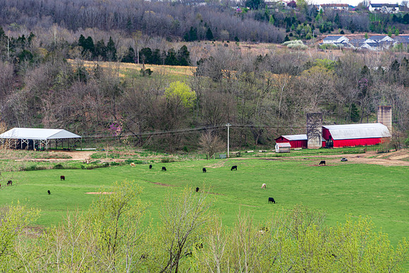 Spring 2020 (C)PicsbyJax-4199.jpg