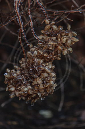 Jupiter Ice Storm- Friday 13, 2017 (c)PicsbyJax whatisee shootandediteveryday picsbyjax-0166.jpg