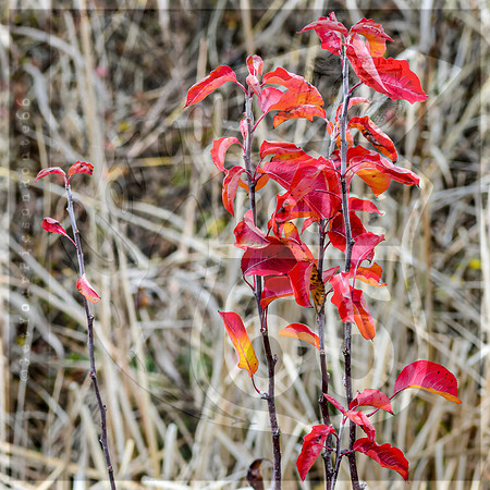 JAX_7752.jpg