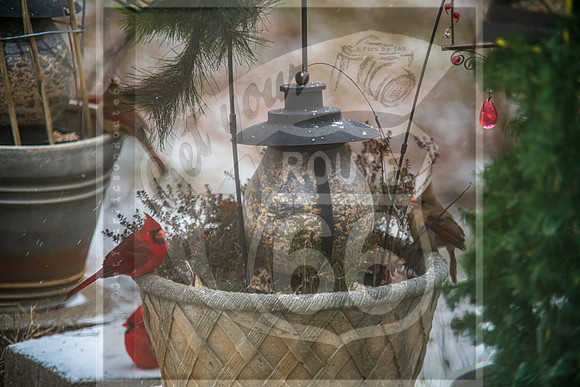 Winter Birds © Pics by Jax-8498.jpg