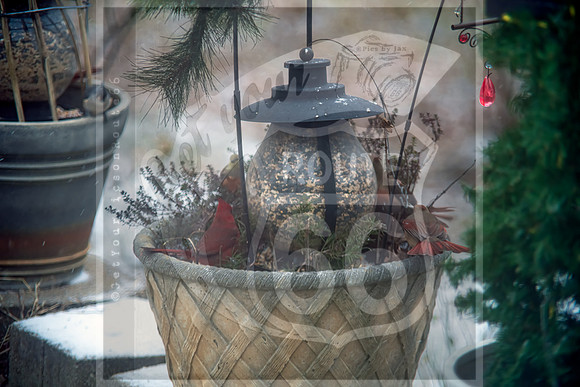 Winter Birds © Pics by Jax-8501-Edit-Edit-2-Edit.jpg