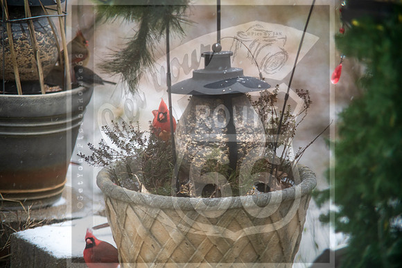 Winter Birds © Pics by Jax-8502.jpg