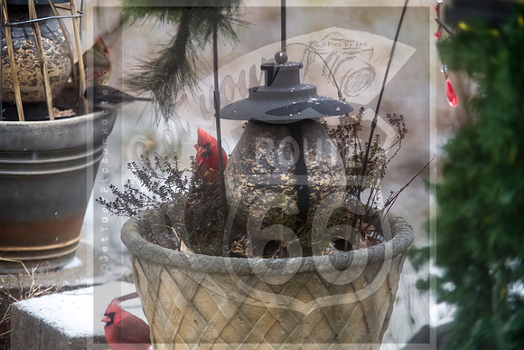 Winter Birds © Pics by Jax-8503.jpg