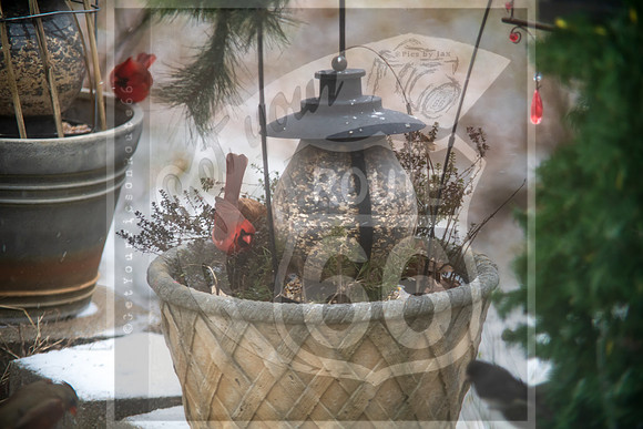 Winter Birds © Pics by Jax-8507.jpg