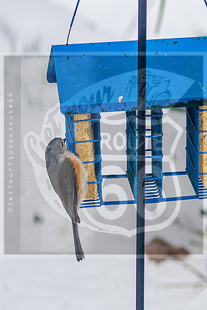 Winter Birds © Pics by Jax-8537.jpg