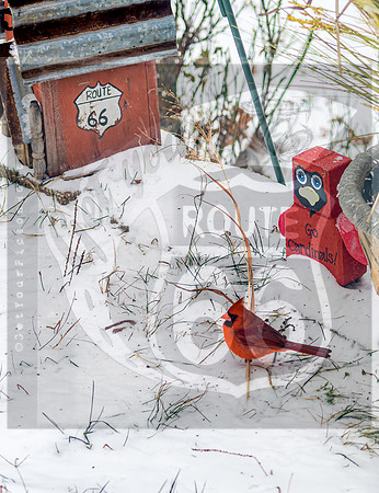 Winter Birds © Pics by Jax-8538.jpg