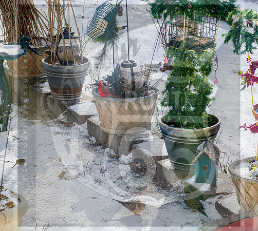 Winter Birds © Pics by Jax-8570.jpg