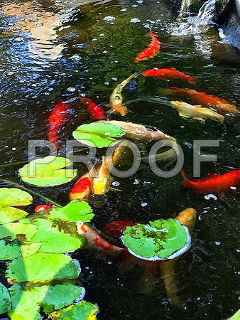 Pond Life Fishes - IMG_0013