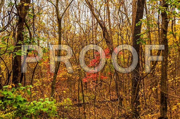 Devils Elbow MO-8674.jpg