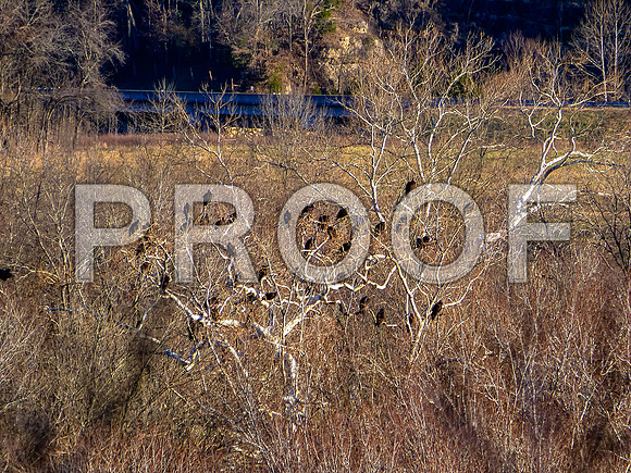 Meramec Spring Park-1150375.jpg