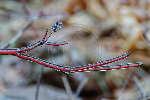 Jupiter Ice Storm- Friday 13, 2017 (c)PicsbyJax whatisee shootandediteveryday picsbyjax-0080.jpg