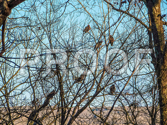 Meramec Spring Park-1150360.jpg