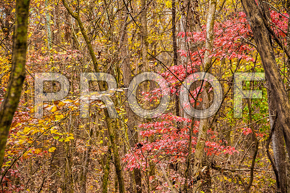 Devils Elbow MO-8678.jpg