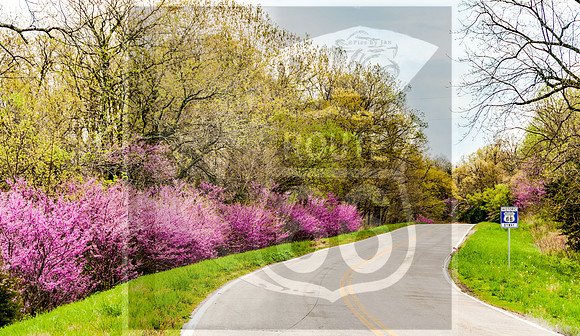 Route 66 Redbuds picsbyjax -0842.jpg