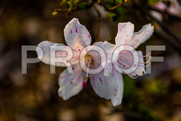 Flora-7802.jpg