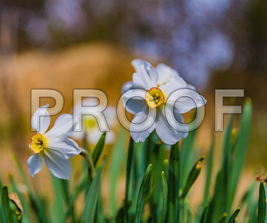 Flora-5841.jpg