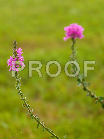 P1100117