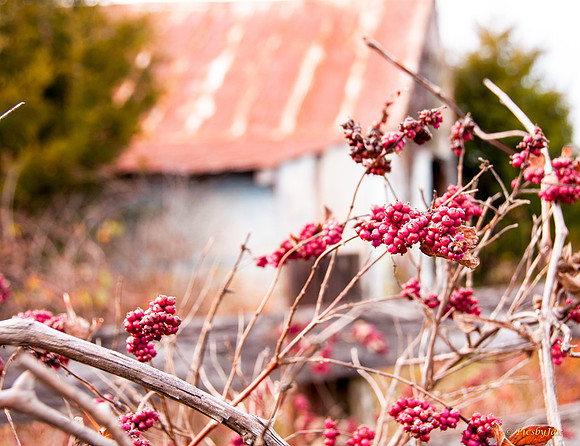 Winter Berry-2.jpg