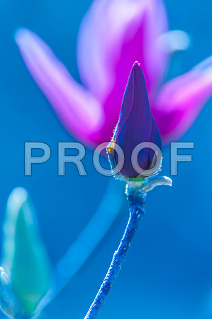 Flora--2.jpg