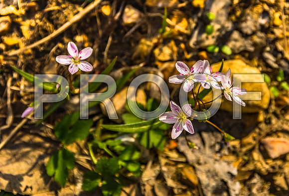 Flora-5739.jpg