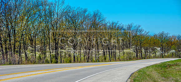 Dogwoods JAX_8342.jpg