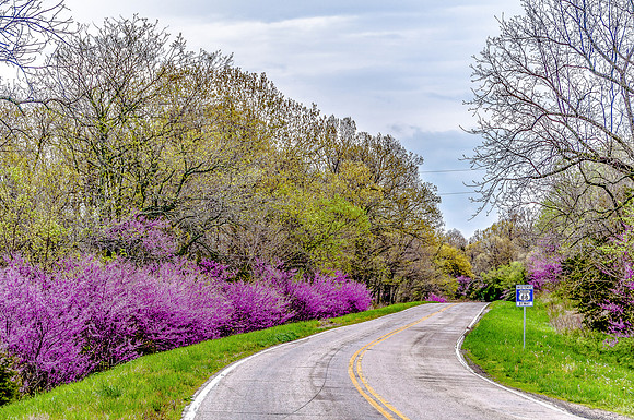 Route 66 Redbuds 16-2.jpg