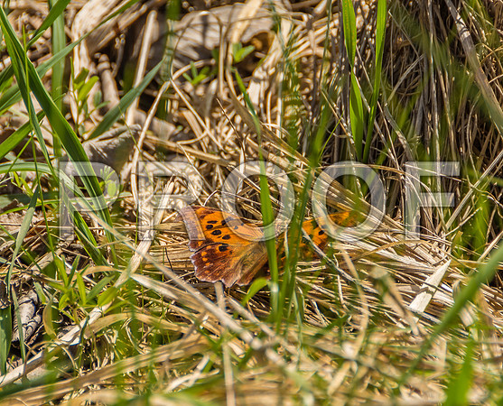 Flora-5896.jpg