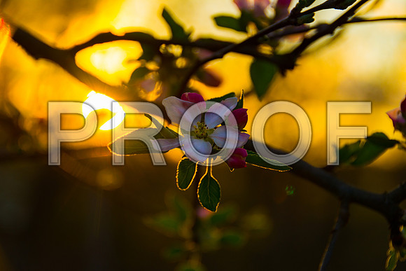 Flora-7770.jpg