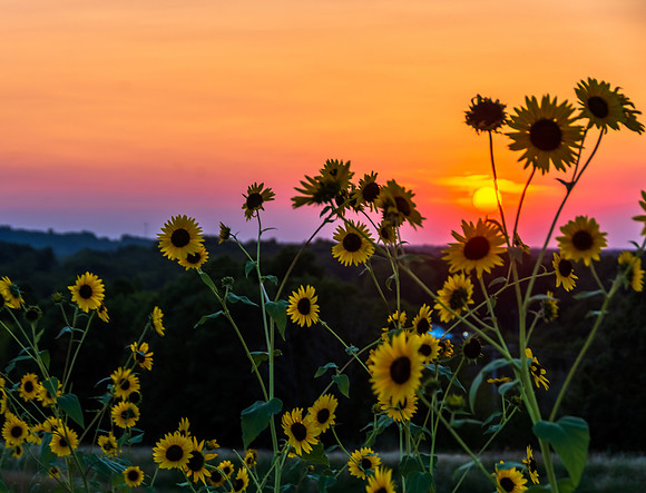 Summer Sunset with Sunflowers © Pics by Jax-4881-HDR.jpg