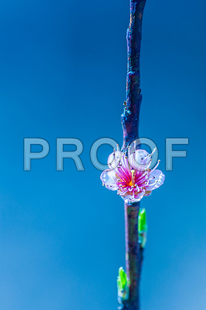 Flora-.jpg
