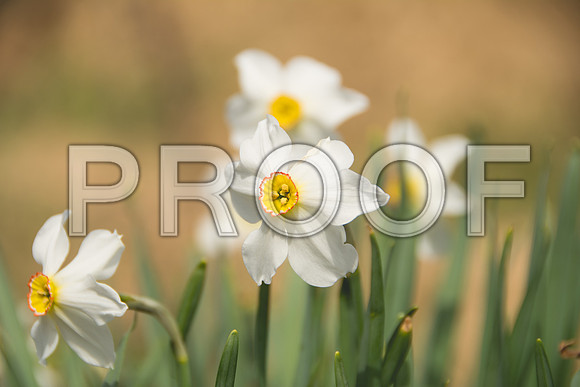 Flora-5830.jpg