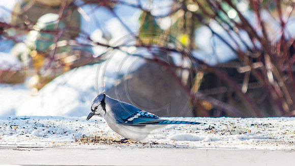 Snow Birds (c)PicsbyJax #snow #birds #wildlife #picsbyjax-0865.jpg