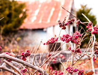 Winter Berry-2.jpg