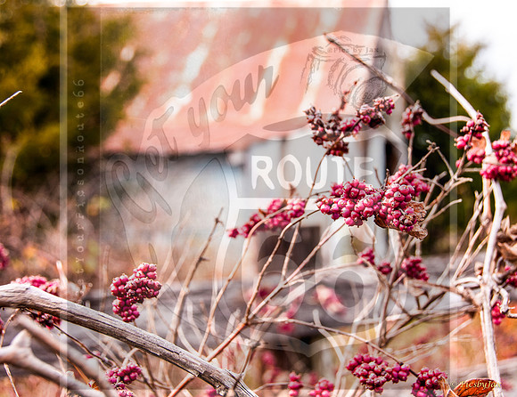 Winter Berry-2.jpg