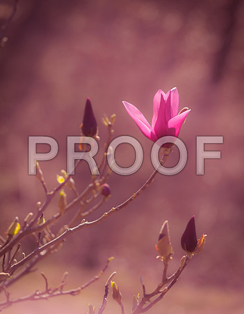 Flora-3860.jpg
