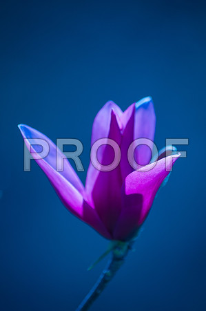 Flora-3865.jpg