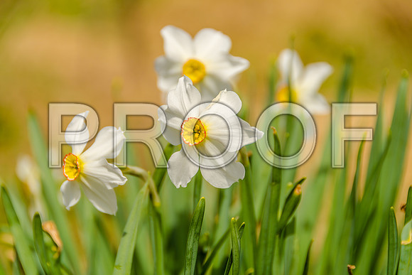 Flora-5822.jpg