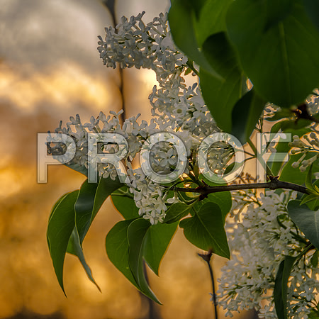 Flora-7821.jpg