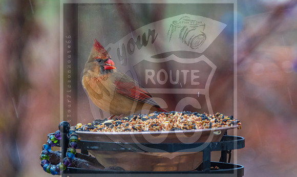 Winter Birds 2019 (c)PicsbyJax-6083.jpg