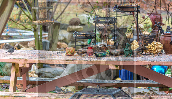 Winter Birds 2019 (c)PicsbyJax-6088.jpg